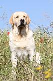 LABRADOR 403